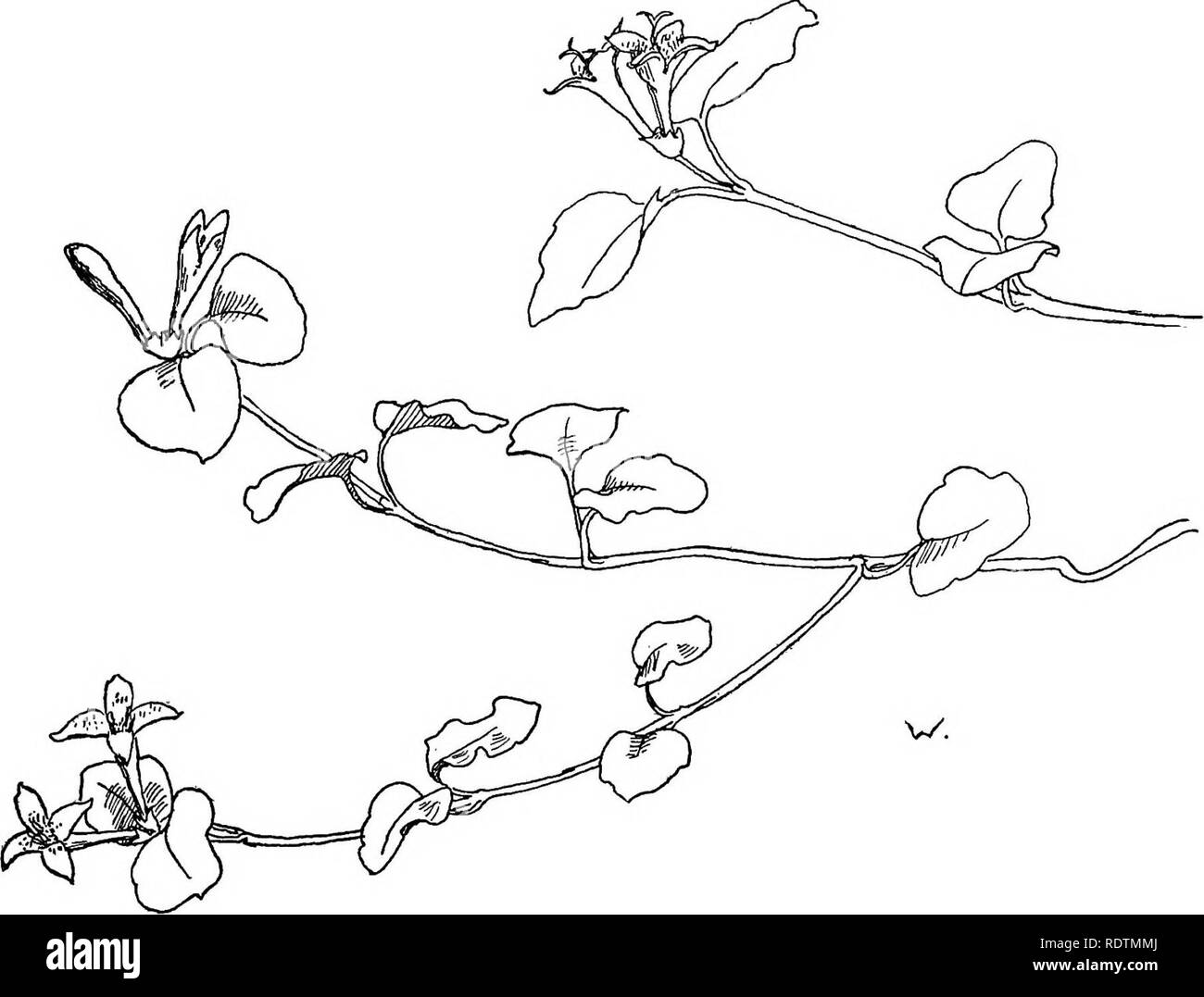 . Fleurs sauvages des états du nord-est : être trois cents et huit individus communs aux nord-est des États-Unis. La botanique. . Veuillez noter que ces images sont extraites de la page numérisée des images qui peuvent avoir été retouchées numériquement pour plus de lisibilité - coloration et l'aspect de ces illustrations ne peut pas parfaitement ressembler à l'œuvre originale.. Miller, Ellen Bell (Robertson) 1859- ; Margaret Whiting, Christine. New York [etc. ] G. P. Putnam's Sons Banque D'Images