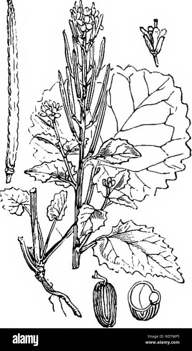 . Illustrations de la flore britannique : une série de gravures sur bois, avec des plantes, des dissections britannique. La botanique, la botanique. I. J'halamifloraPi VI. CRUCIFER^^, 19. 73. AUiaria officinalis, Andr. Sisymbrium alliaria, Scop. Garlic-Mjcsiard-Sauce, seul.. Veuillez noter que ces images sont extraites de la page numérisée des images qui peuvent avoir été retouchées numériquement pour plus de lisibilité - coloration et l'aspect de ces illustrations ne peut pas parfaitement ressembler à l'œuvre originale.. Fitch, W. H. (Walter Hood), 1817-1892 ; Smith, George Worthington, 1835-1917 ; Bentham, George, 1800-1884. Le manuel de la fl Banque D'Images