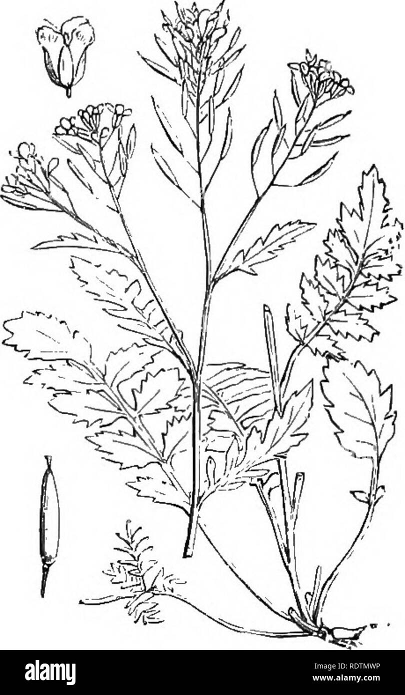 . Illustrations de la flore britannique : une série de gravures sur bois, avec des plantes, des dissections britannique. La botanique, la botanique. 52. Nasturtium officinale, Br. Radicula off., Gro. Capucine , aqua- licum, R. &AMP ; B. ,,, , ,.. [I. Les dicotylédones. 53. Nastuitium sylvestre, Br. Radicula pinnata, IMcEn., syl., Dr Creeping IVatcrcrcss ; Y.. Veuillez noter que ces images sont extraites de la page numérisée des images qui peuvent avoir été retouchées numériquement pour plus de lisibilité - coloration et l'aspect de ces illustrations ne peut pas parfaitement ressembler à l'œuvre originale.. Fitch, W. H. (Walter Hood), 1817-1892 ; Smith, Geor Banque D'Images