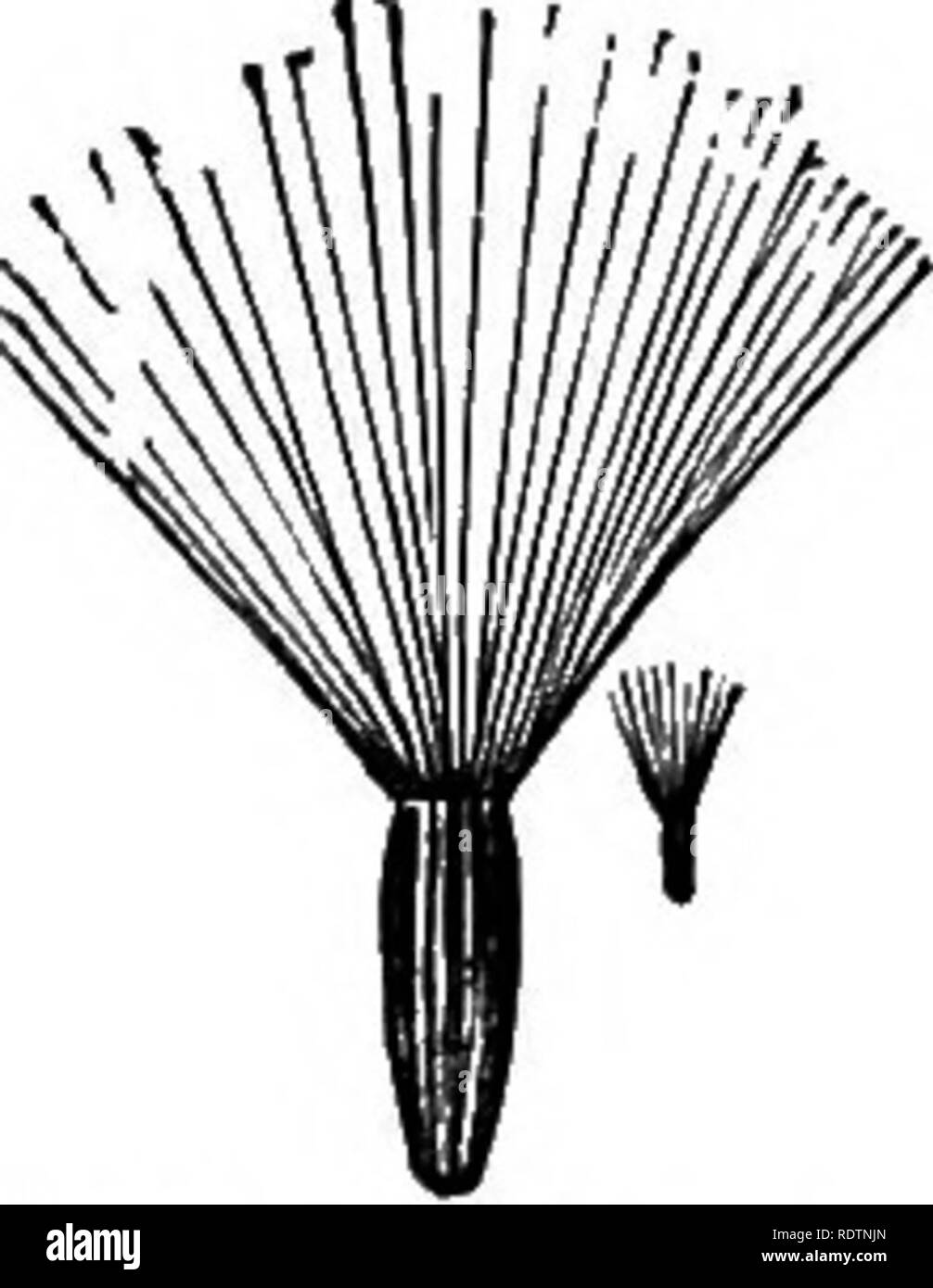 . Champ, forêt, et de la route des fleurs, avec des chapitres sur les graminées, carex, et fougères ; études pour untechnical désappris les amoureux de la nature. Fleurs ; botanique. Calice séneçon, modifiées dans le bas. (À partir du monde végétal. :) Bur-marigold calice Orange, l'épervière transformés en fiches. calice, transformés en (d'annuaire, de soies. (De l'année- Ministère de l'ouvrage. Ministère de l'Agriculture, 1896.) l'Agriculture, 1896.) Fig. 5.-Quelques calices de fleurs composites altérés. rester au poste de travail, pour qu'ils n'ont toujours une tâche à accomplir dans l'économie de l'usine. Ils sont à l'aide du vent dans la distribution du peu de dr Banque D'Images