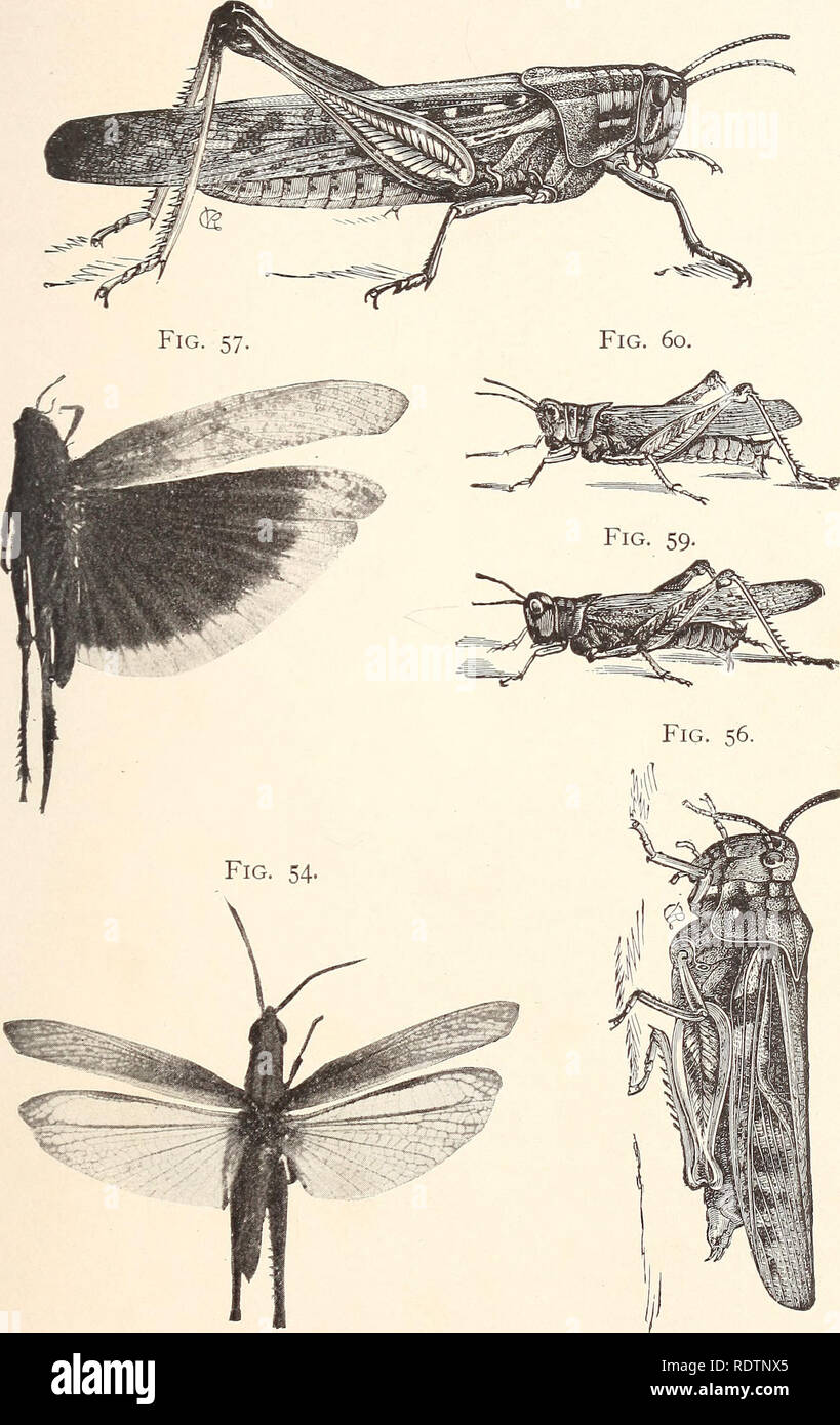 . Entomologie économique pour l'agriculteur... Fig. 58.. Fig. 54, Syrbula admirabilis. Fig. 56, Hippiscus discoideus. Fig. 57, Caroline Dissosteira. Fig. 58, Schistocerca americana. Fig. Melanoplus spretus, 59. Fig. 60, Mela- noplus atlanis.. Veuillez noter que ces images sont extraites de la page numérisée des images qui peuvent avoir été retouchées numériquement pour plus de lisibilité - coloration et l'aspect de ces illustrations ne peut pas parfaitement ressembler à l'œuvre originale.. Smith, John B. [de l'ancien catalogue]. [N. p. ] Banque D'Images