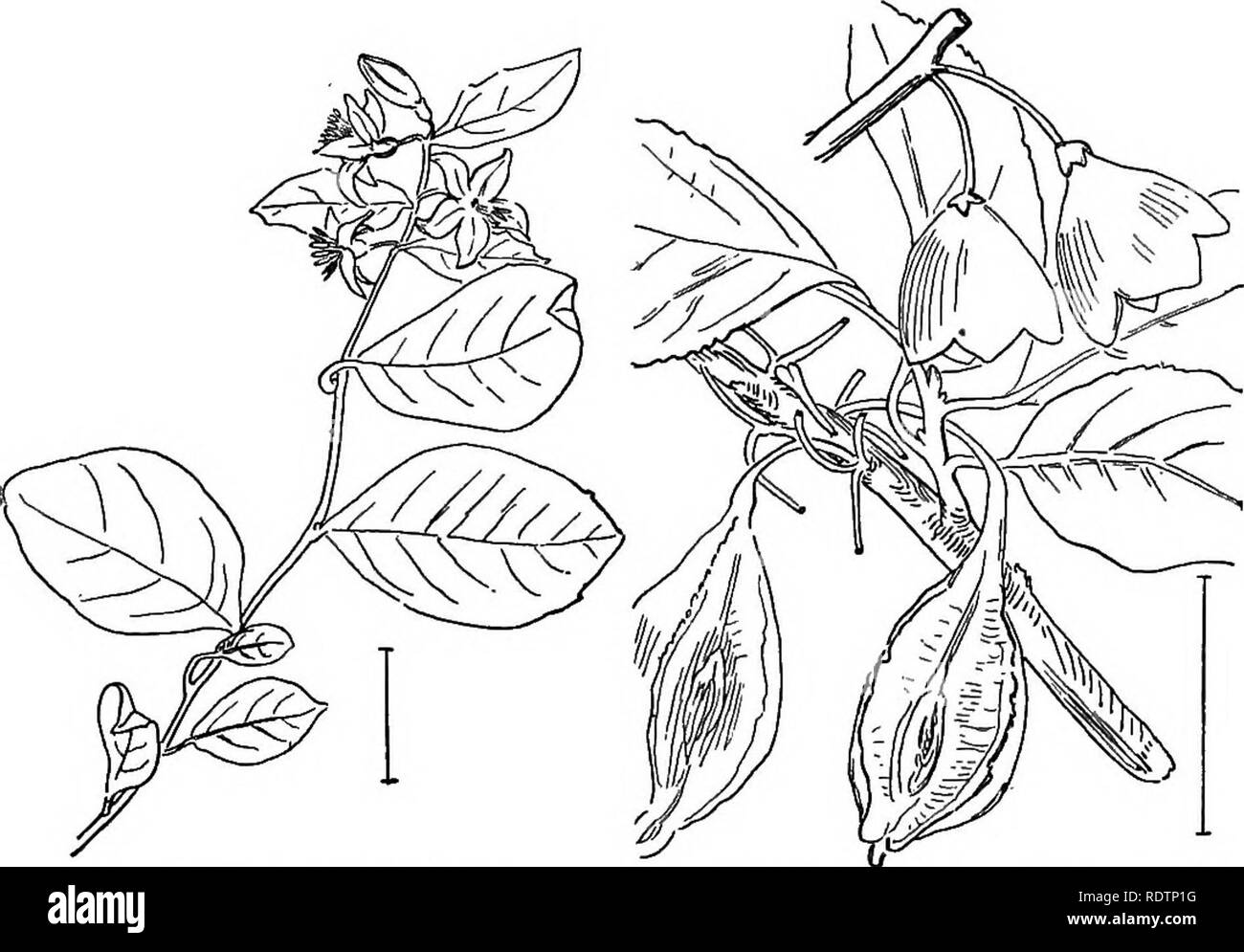 . Les arbustes ornementaux de l'United States (hardy, cultivé). Des arbustes. 269 hardy BUMELIA probablement plus au nord. Ils ont une faible diffusion large 4- à 6- et 1 fleurs parted-ensemencement berry-comme les drupes qui restent sur les plantes plus d'un an. L'eed-ebrried Ardisia (459) - Ardisia orenulS,ta - est un arbuste compact particulière avec la scoulérie feuilles alternes et grappes tombantes d'ornement très rouge corail, berry-comme les drupes qui pendent sur un an ou plus. Les petites fleurs sont de couleur rose ou rouge.. Fig. 465.-Storax américain. Fig. 466. -Bell d'argent à quatre ailes. Les femelles oeuvées Ardisia - Ardisi Banque D'Images