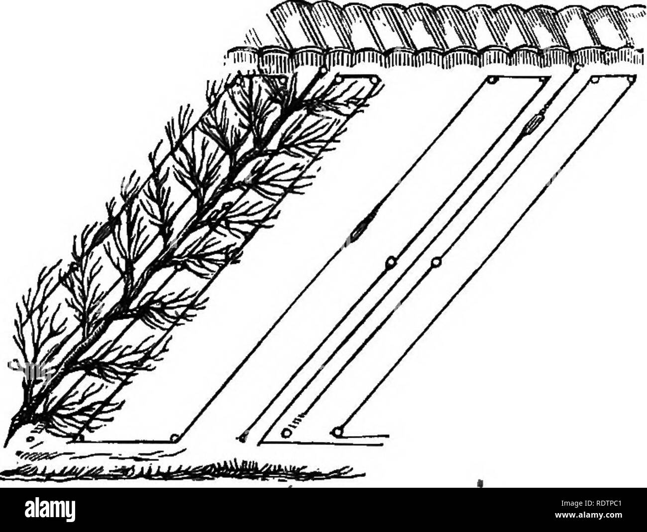 . Glanage de jardins à la française : comprenant un compte de ces caractéristiques de l'horticulture française que sont les plus dignes de l'adoption de la jardins. Jardinage ; Jardins. L'horticulture^ les électroménagers, etc. 26 t pour les grands arbres l'espalier, en fait je l'ai vu appliquer avec bon sens, et il convient parfaitement à une méthode qui n'est pas rare en France, de garder les hautes branches des arbres, formés à l'horizontale, plus courte que les inférieures, afin d'assurer la vigueur parfaite dans les branches basses. Ce treillis peuvent être établis à un coût insignifiant à l'aide de lampadaires bois brut, ou, si permanen Banque D'Images