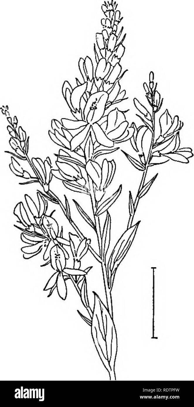 . Les arbustes ornementaux de l'United States (hardy, cultivé). Des arbustes. CYTISUS 113 europasus Ulex. Furze (127) ou Oorse est une plante épineuse sans feuilles (2 à 5 pieds), avec un grand f, pouce, parfumé pois jaune-comme des fleurs à l'aisselle des épines, cultivé pour l'fleurs voyantes qui fleurissent d'avril à juin. Veuillez noter que ces images sont extraites de la page numérisée des images qui peuvent avoir été retouchées numériquement pour plus de lisibilité - coloration et l'aspect de ces illustrations ne peut pas parfaitement ressembler à l'œuvre originale.. A. C. (Apgar, Austin Craig), 1838-1908 ; Draycott, Apgar (ADA). New York, C Banque D'Images