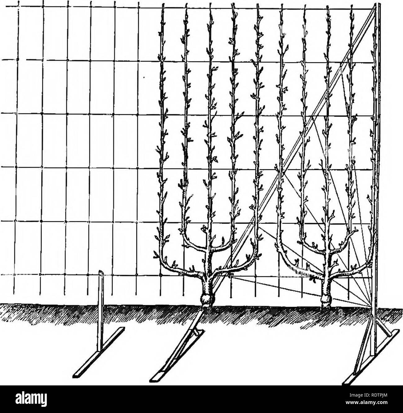 . Glanage de jardins à la française : comprenant un compte de ces caractéristiques de l'horticulture française que sont les plus dignes de l'adoption de la jardins. Jardinage ; Jardins. la poire comme l'espalier. ^57 ment est admis à l'arbre, et en même temps le treillis est couvert rapidement, et une grande variété de fruits, peut être obtenu à partir d'un petit espace. Il est très largement adopté par M. Hardy, l'empereur jardinier, et sur les murs ainsi que sur l'élégante et soignée, trellis de laquelle il a construit beaucoup. Bien entendu, la palmette Verrier, le ventilateur, ou toute autre forme peut être formé sur ces Banque D'Images