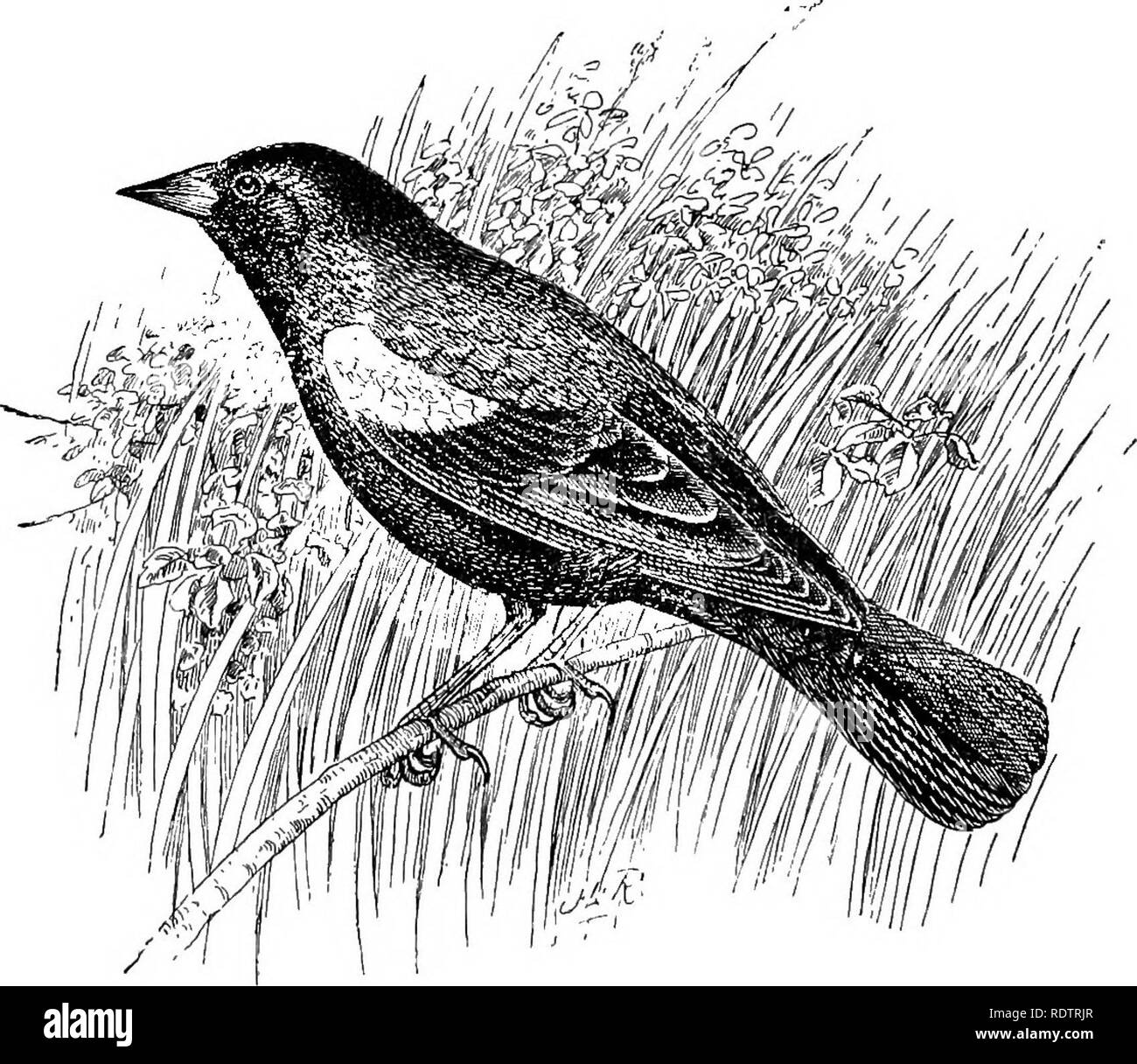 . [Collectés les réimpressions, 1895-1916. Les oiseaux. De l'alimentation 34 GOGLU, merles, ET GEACKLES. espèces. Dans de nombreux endroits, en particulier sur les frontières de lacs peu profonds, des milliers d'acres de joncs et de roseaux de différentes sortes de nidification pour afiford yellowheads, carouges, et les troglodytes des marais, tandis que des myriades d'autres espèces aquatiques nagent dans les eaux au-dessous et nichent au milieu de l'herbage cassée. C'est à partir de ces sites de reproduction que l'immense troupeaux sont recrutés qui font tant de ravages sur champs de céréales et appel aux malédictions du malheureux agriculteur. À l'Est de la gamme de l'appa- lachian les conditions sont diff Banque D'Images