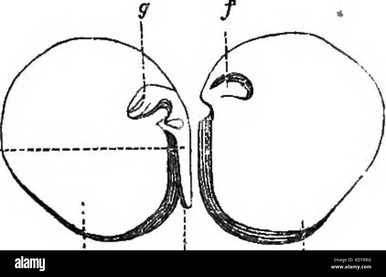 . Les principes de botanique, comme en témoigne le phanerogamia. Botanique ; botanique ; phanérogames marines ; 1854. STRUCTURE DE LA SEMENCE. 213 d'albumen est réduit à une simple pellicule par le grand développement de l'embryon. L'embryon est la partie la plus importante de la graine, et le produit final de la fonctions végétatives. Lorsque c'est formé, et la graine est mûre, une pause dans la croissance a lieu, et l'embryon qui est la future plante au premier stade de son développement, peut parfois rester longtemps dans un état de mort, semble-t-il enveloppé dans les plis de la graine, jusqu'à ce qu'un circumsrances Banque D'Images