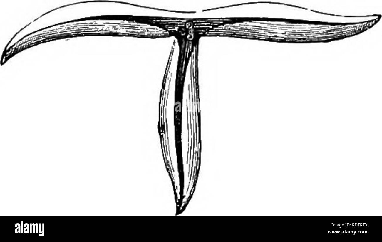 . Notes sur l'histoire de la vie des plantes à fleurs. Botanique ; écologie végétale. Fig. 59.-Viola canina. Capsule Fig. 60.- Viola canina. Après la capsule de semences. d'éjecter l'graines. et Fig. ( 58:2) une étamine. Il est visité principalement par les abeilles, mais aussi par quelques papillons et un ou deux coléoptères qui se nourrissent de pollen. Les étamines se composent d'un filament court, à laquelle l'anthère est joint, et un terminal membran- tion d'expansion, tandis que les deux étamines inférieur également chaque un long spur (Fig. 58, n), qui se trouve dans l'éperon de la pétale médian et sécrète le miel à sa fin. La chair membraneuse terminal Banque D'Images