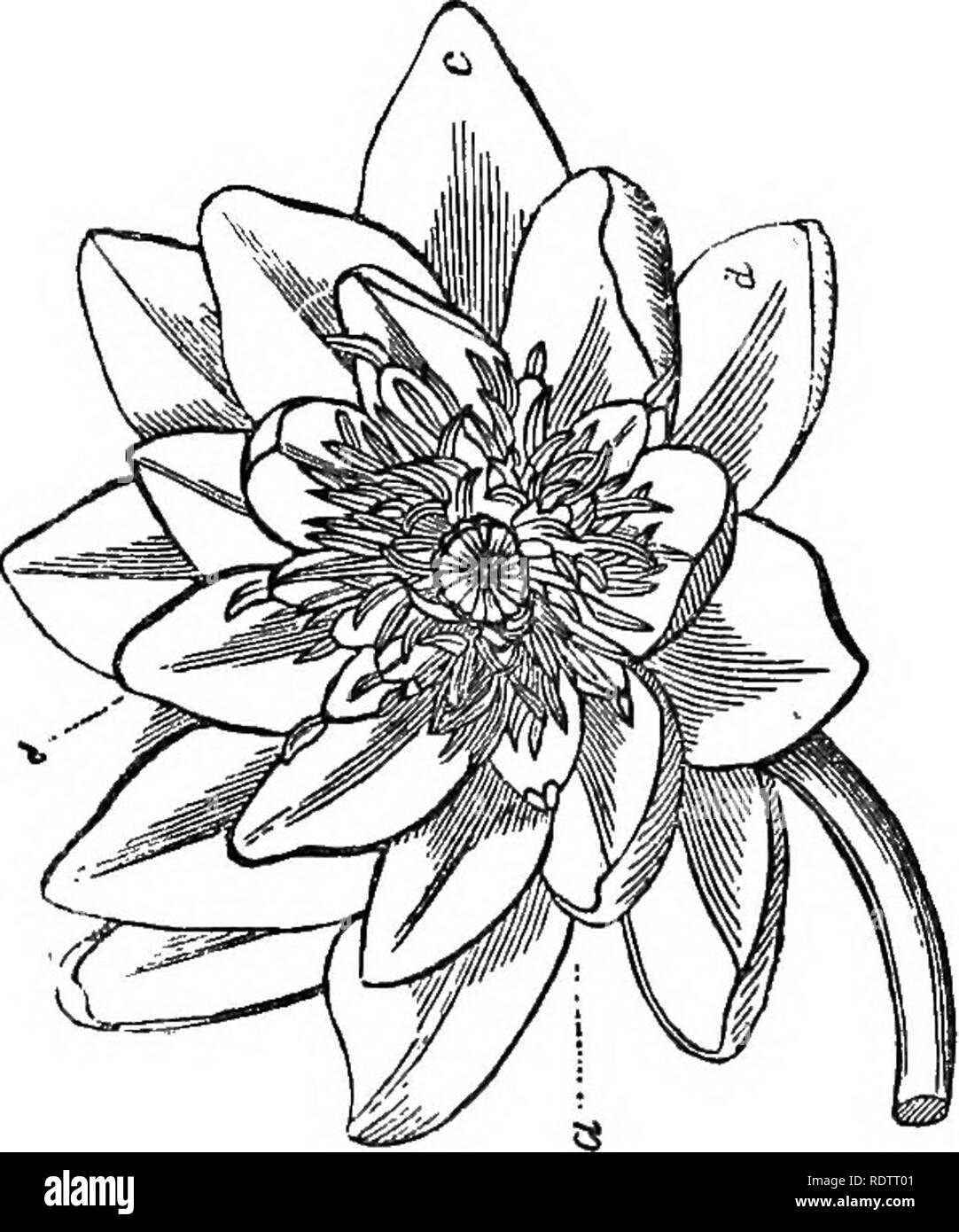 . Les principes de botanique, comme en témoigne le phanerogamia. Botanique ; botanique ; phanérogames marines ; 1854. Le ANDRCECITTM. 141 renee, jusqu'à la longueur de l'espace extra-verticilles de façon à avoir l'étamines pétales, sauf à avoir leurs tops développé dans des anthères jaunes, comme vu à a et b (Fig. 43) ; et enfin la Fig. 43.. anthère disparaît complètement de ce sommet des pétales, comme en c, et la métamorphose est achevée. De cette manière, ce qu'on appelle les fleurs doubles sont produits. Les nombreux verticilles de pétales de couleur rose pivoine et dans le résultat d'une métamorphose d'une part, ou parfois de la wh Banque D'Images