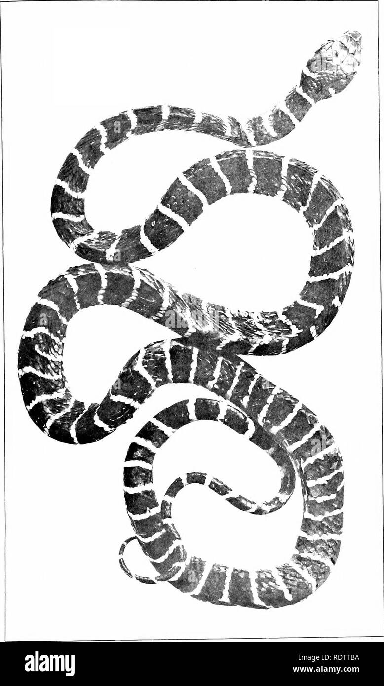 . Les serpents des Îles Philippines. Les serpents. Bureau de Sctence Publication n° 16.]. Planche 25. BOIGA DENDROPHILA MULTICINCTA (BOULENGER).. Veuillez noter que ces images sont extraites de la page numérisée des images qui peuvent avoir été retouchées numériquement pour plus de lisibilité - coloration et l'aspect de ces illustrations ne peut pas parfaitement ressembler à l'œuvre originale.. Taylor, Edward Harrison, 1889-1978. Manille, Bureau international de l'impression Banque D'Images