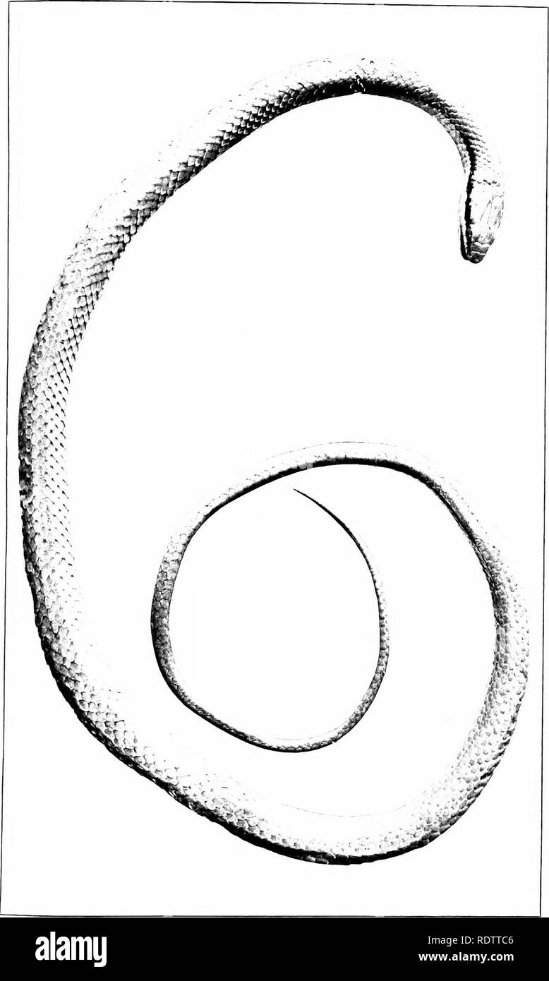 . Les serpents des Îles Philippines. Les serpents. BUKEAU DES SCIENCES Publication n° 16.]. 19 de la plaque. LIOPELTIS TRICOLOR (Schlegel).. Veuillez noter que ces images sont extraites de la page numérisée des images qui peuvent avoir été retouchées numériquement pour plus de lisibilité - coloration et l'aspect de ces illustrations ne peut pas parfaitement ressembler à l'œuvre originale.. Taylor, Edward Harrison, 1889-1978. Manille, Bureau international de l'impression Banque D'Images