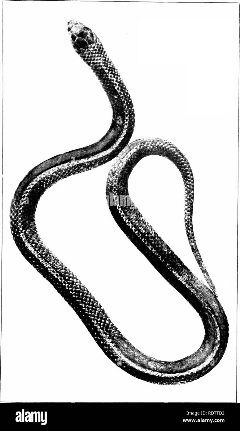 . Les serpents des Îles Philippines. Les serpents. BVBEAU DES SCIENCES Publication n° 16.]. Planche 14. HOLARCHUS MEYERINKII DACHN STEIN (ER).. Veuillez noter que ces images sont extraites de la page numérisée des images qui peuvent avoir été retouchées numériquement pour plus de lisibilité - coloration et l'aspect de ces illustrations ne peut pas parfaitement ressembler à l'œuvre originale.. Taylor, Edward Harrison, 1889-1978. Manille, Bureau international de l'impression Banque D'Images