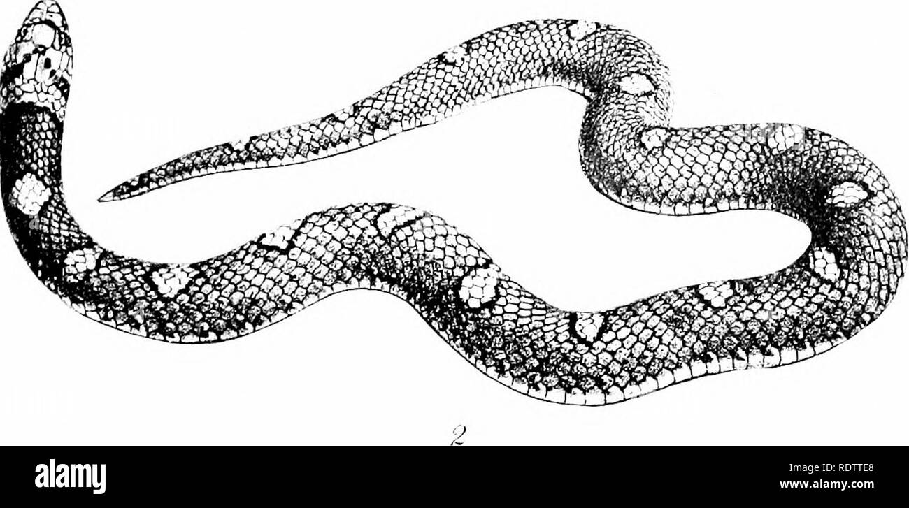 . Les serpents des Îles Philippines. Les serpents. 7 de la plaque. Les serpents des Philippines.. Veuillez noter que ces images sont extraites de la page numérisée des images qui peuvent avoir été retouchées numériquement pour plus de lisibilité - coloration et l'aspect de ces illustrations ne peut pas parfaitement ressembler à l'œuvre originale.. Taylor, Edward Harrison, 1889-1978. Manille, Bureau international de l'impression Banque D'Images