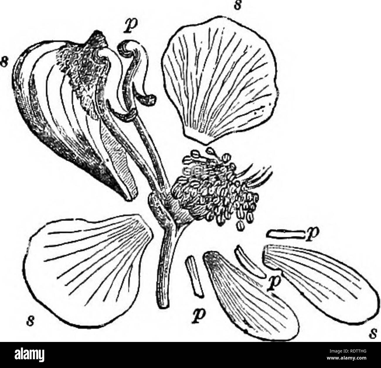 . Feuilles et fleurs : ou, des leçons de botanique avec une flore : préparé pour les débutants dans les écoles et les écoles publiques . La botanique. Fig. 872, fleur de Larkspur, affichée ; ", 8, s, s, s, les cinq pétales ; une impulsion, les sépales ; c, les deux pétales, stimulé, qui était l'épi gainé dans le sépale stimulé. Fig. 8T3. Jardin de fleur Aconit, affiché : s, ", ", s, s, les cinq sépales ; p, p, p, p, p, les cinq pétales. 10. DELPHIN'IUM :. Larkspur. 5 sépales, colorés, l'un supérieur stimulé. Pétales très irrégulière, les deux autres derrière prolongée en un tube, mielleuse, gainé dans l'éperon de la ca Banque D'Images
