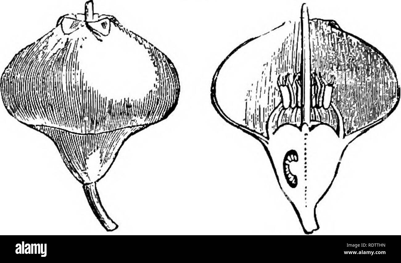 . La botanique pour les lycées et collèges. La botanique. CAMPANALK8. Illustrations 511 Vacoinidm- TILLUS op Mtk. Monotropa uniflora, Indian Pipe, est commun througliout la presque totalité de l'Amérique du Nord. Il semble être sapropliytic. Codes-barres sanguinea est la neige, qui plante intéressante dans les montagnes de la Sierra Nevada de Californie et pousse sa tige de chair et rouge fleurs au début du printemps, peu après la fonte des neiges. Stib-Order Vacclniece.-plantes arbustives, principalement de l'hémisphère Nord- ern. Espèces, 330. L'épaisseur du tube en calice adhérentes de la fleur devient souvent charnue et comestible dans les fruits. (Fig. 440-41.) Oaylus Banque D'Images