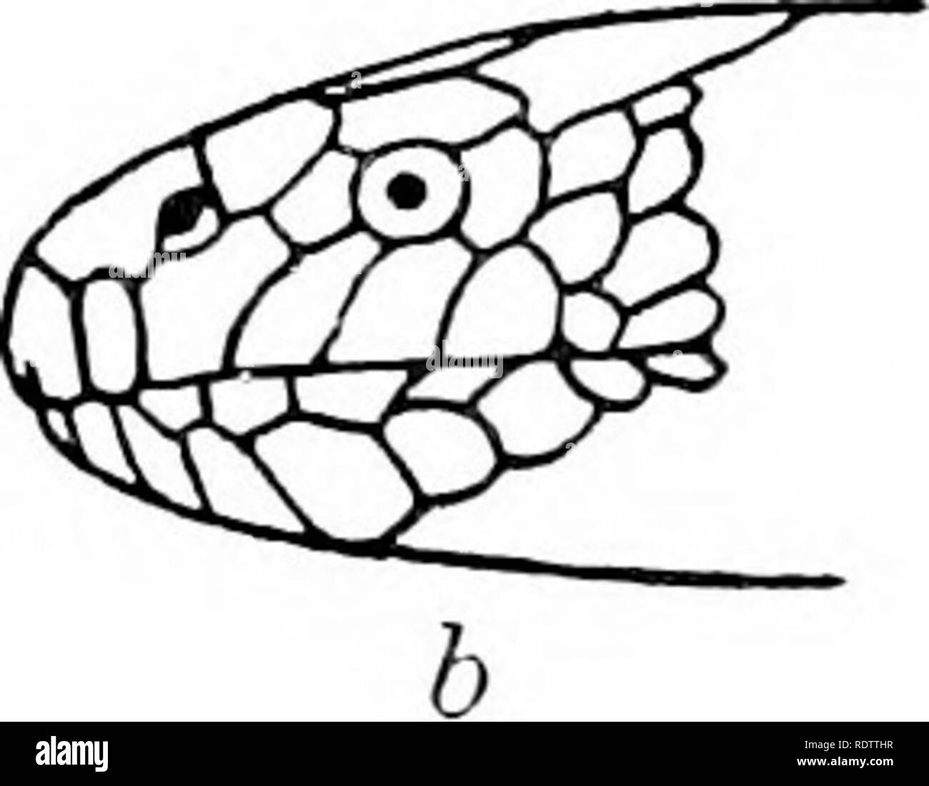 . Les serpents des Îles Philippines. Les serpents. . Veuillez noter que ces images sont extraites de la page numérisée des images qui peuvent avoir été retouchées numériquement pour plus de lisibilité - coloration et l'aspect de ces illustrations ne peut pas parfaitement ressembler à l'œuvre originale.. Taylor, Edward Harrison, 1889-1978. Manille, Bureau international de l'impression Banque D'Images