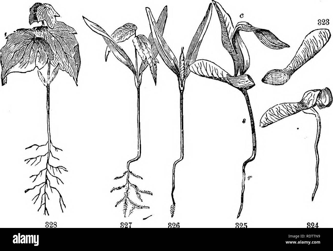 . Feuilles et fleurs : ou, des leçons de botanique avec une flore : préparé pour les débutants dans les écoles et les écoles publiques . La botanique. 98 leçons de l'objet en botanique. dans le sol, alors que le bourgeon a installé plus haut, se déroulant dans la tige et les feuilles, et elle-même se propager dans l'air et de la lumière. 201. La jeune plante est désormais indépendante de la semence, qui va bientôt se dessécher et périr. Les cotylédons, dans ce cas, ne sont jamais en mesure de se débarrasser de la coquille, mais périr. 827 826 825 824 cours de la germination dans Maple.^^j-i. 323. Une graine (Samara). Fig. 324. Le Bame, commencent tout juste à se développer ; la rootl Banque D'Images