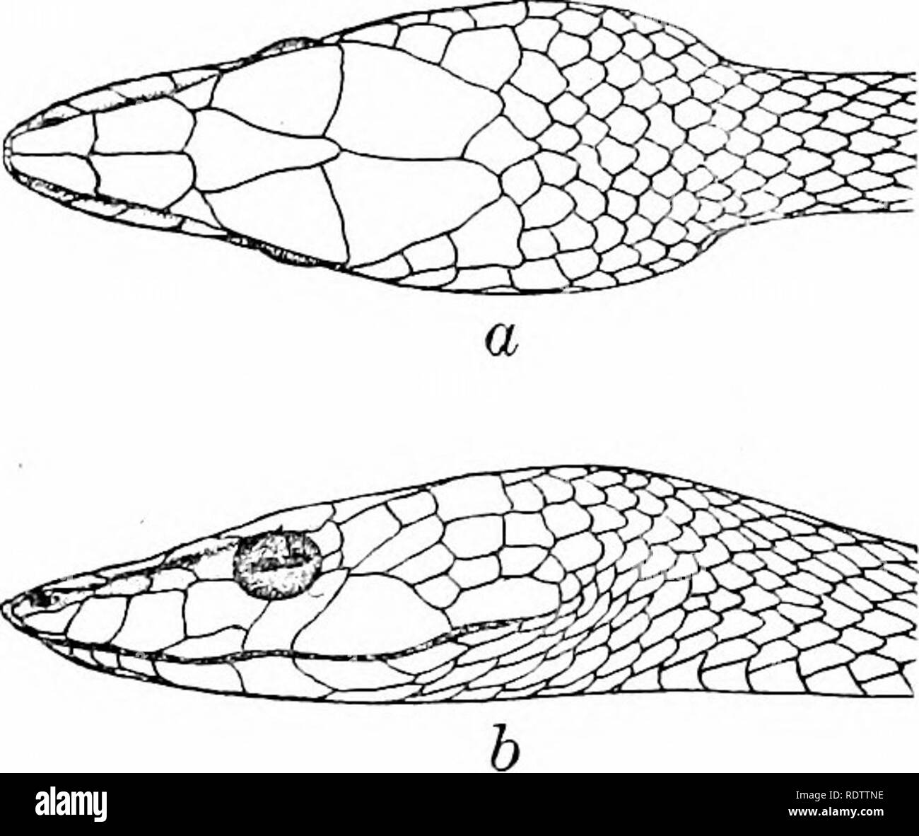 . Les serpents des Îles Philippines. Les serpents. DRYOPHIS 223. Kin. 19. Drijophis prcnculoris sp. nov. Dessin ; d'un spécimen : Polillo ; une tête, iev dorsale. ; h, colle, vue latérale frontale- au moins une fois et demie plus longs que larges ; très étroit derrière ; dans sa partie la plus large il n'est pas égale à la largeur d'supraoculars ; des pariétaux grand et allongé ; supraoculars et grande projection, de sorte que l'œil est à peine visible d'en haut ; rostralis canthus très forte ; 2 grandes, preoculars supraoculars la séparant de prefrontals ; 2, la plus grande partie postérieure loreals narine ; dans une très étroite, très allongées na Banque D'Images