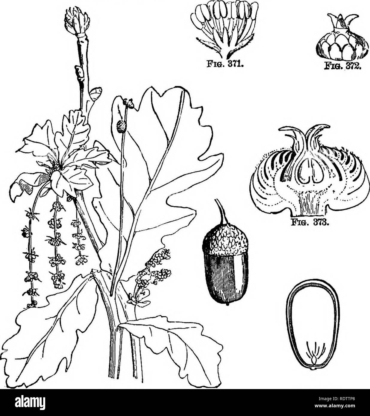 . La botanique pour les lycées et collèges. La botanique. 478 Botanique. Althougli capable de beaucoup d'utilisations dans les arts, il^ a été, dans une large mesure, négligé. Les troncs des jeunes arbres sont beaucoup utilisées pour les leviers en grumes-mills et log-triage, d'où l'un de ses noms populaires, levier-bois. Sub-Order Quercinece. La plupart des grands arbres. Oastanea vesca, le soi-disant Spanish chestnut, est originaire de l'Asie des figues. 370-74.-Illustkatiohs Quebcds Eobub de.. Fig. 370. La SIF. 374. Fig. 370-homme et femme branchc*, avec un frnit sur le côté. Fig. 371.-fleur mâle. MiigniHed Fig. 37a.-fleur femelle. Magnifli'd. Fig. 373.- Banque D'Images