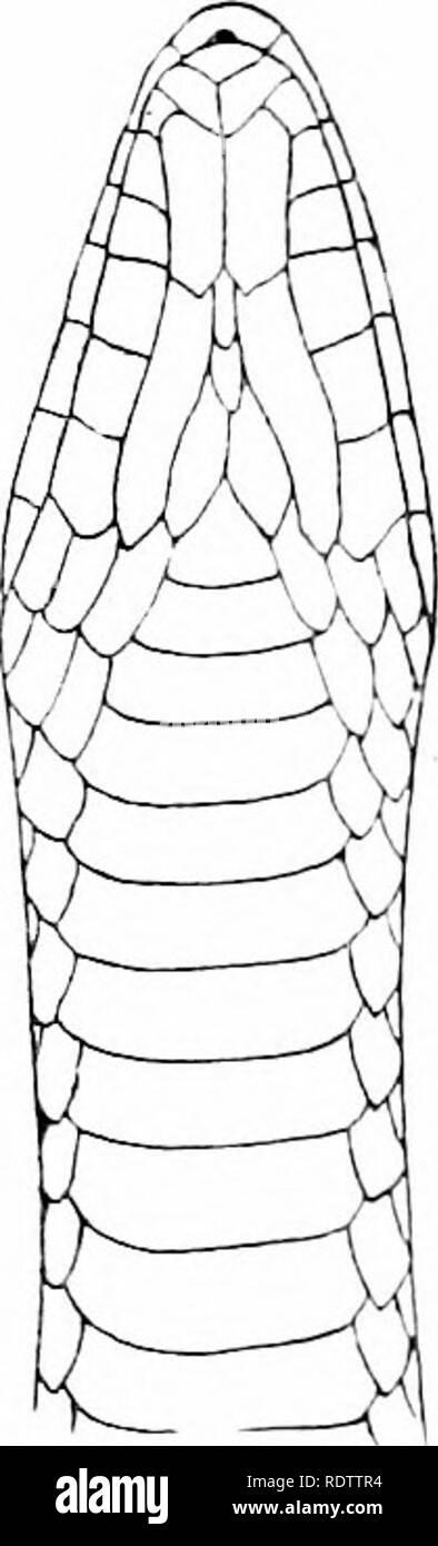 . Les serpents des Îles Philippines. Les serpents. Fig. 8. Natrix dendrophiops vegroscnsis Taylor : un, la tête, vue dorsale : h. de colle, vue latérale ; c, chef, 'ventrale iew. Des couleurs dans la vie.-olive à brun rougeâtre, avec une médiane de la série, plus ou moins distincte des taches ou des bars à intervalles de 0,5 cm ; sur les côtés et formant des suites de l'obscurité dor- sal bars est une série de taches sombres. Ci-dessous blanc rosé avec une série de petits, plus ou moins régulier des taches noires sur chaque ven- tral et subcaudal ; bars sur le cou beaucoup plus large qu'ailleurs ; le sommet de la tête d'olive brunâtre labials browmish ; w blanc Banque D'Images
