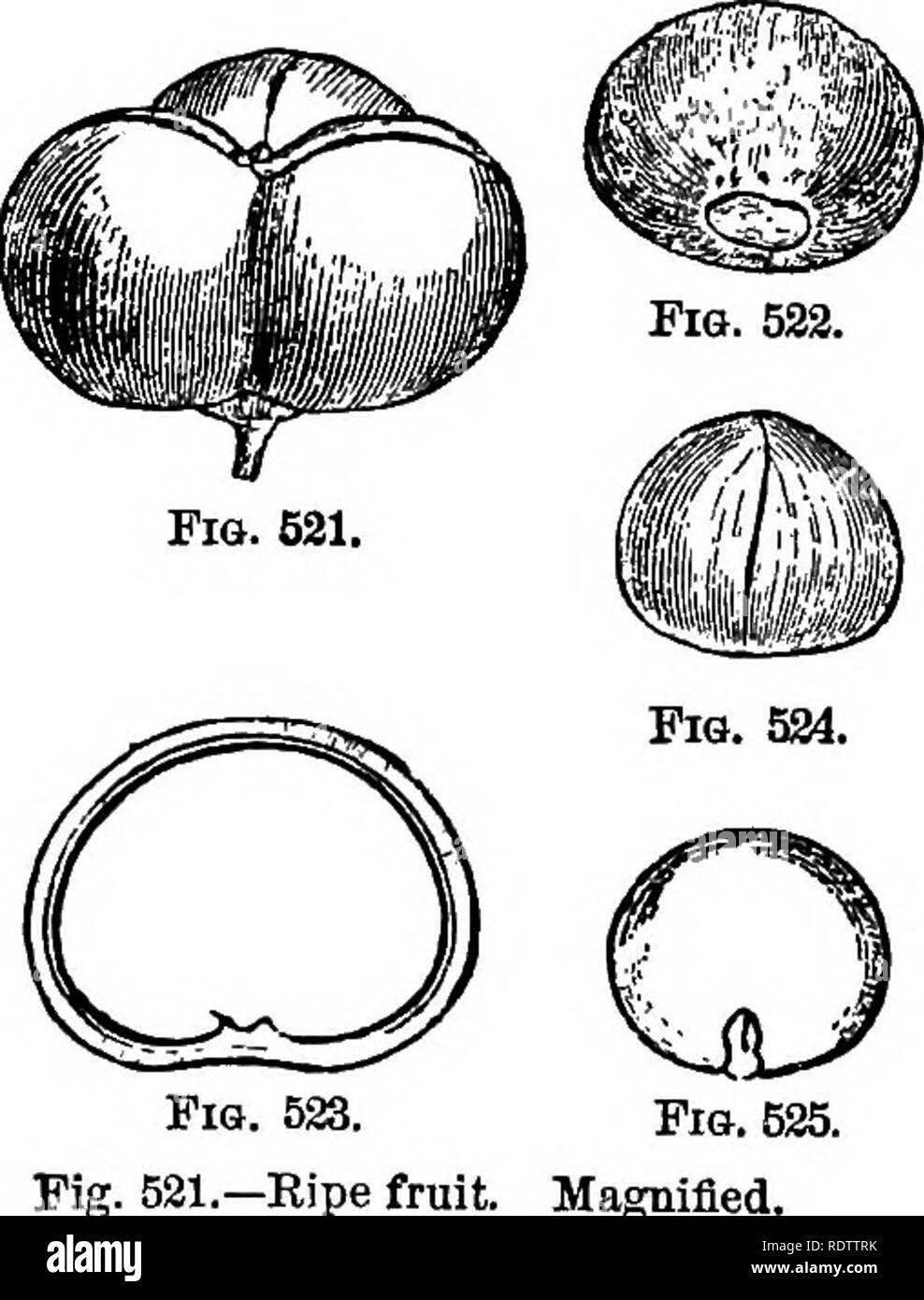 . La botanique pour les lycées et collèges. La botanique. 548 Botanique. Les porcs. 531-B.-Illustrations de Camel- lia Chujensis. Pour TernstroemiaceSe.-Arbres et arbustes avec autre {rarement en face) les feuilles, et surtout monoclinous axillaires ou raeemed fleurs. 360 espèces, surtout tropicales. (Fig. 530 et 531-5.) Plusieurs espèces ornementales sont indigènes dans le sud des États-Unis-par exemple, le {Oordonia Lasianthus Loblolly Bay, fig 530), un arbre 9 à 15 mètres (30 à 50 pi) de hauteur, puheseens ; O., le Mountain Bay ; et deux espèces arbustives de Stuartia. La plupart des espèces cultivées pour l'orname exotiques Banque D'Images