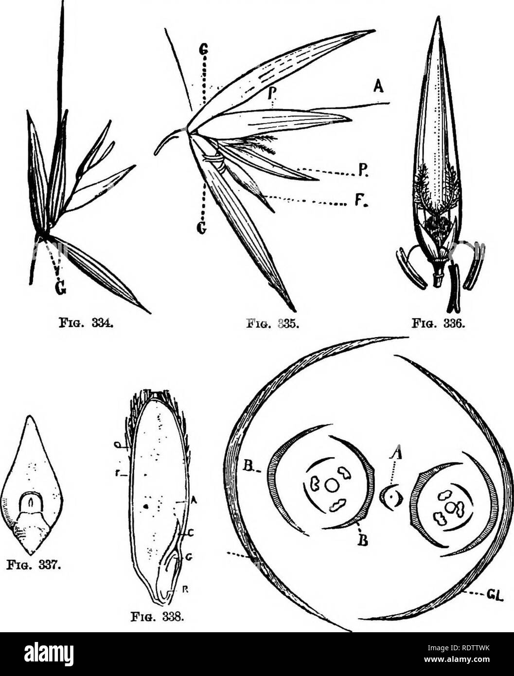 . La botanique pour les lycées et collèges. La botanique. 454 Botanique. Bome de ces sont liardy (blés d'hiver), d'autres soient tendres (printemps blés) ; certains sont, d'autres awnles-s ; dans certains, les grains sont fig. 334-9.-Inplobbsobnob op l'avoine.. Pia. 337. La SIF. 338. Fig. 339. Fig. a34.-épillet. Fig. 335.-Ouverture d'épillets. Glnmes G. ; P, palets, -4, awn ; F, fleurs avortées. Fig, 336. -Flower wiili palet supérieur. Fig. 887.-embryon. Fig. 338.-l'article de grain. Fig. 339.-Diagramme de l'épillet. Gl, glumes ; .B, palets ; UN^ fleur abortive. de couleur foncée (rouge), les blés dans otlie:s'ils sont légers col.&gt;rouge (blé wliite Banque D'Images