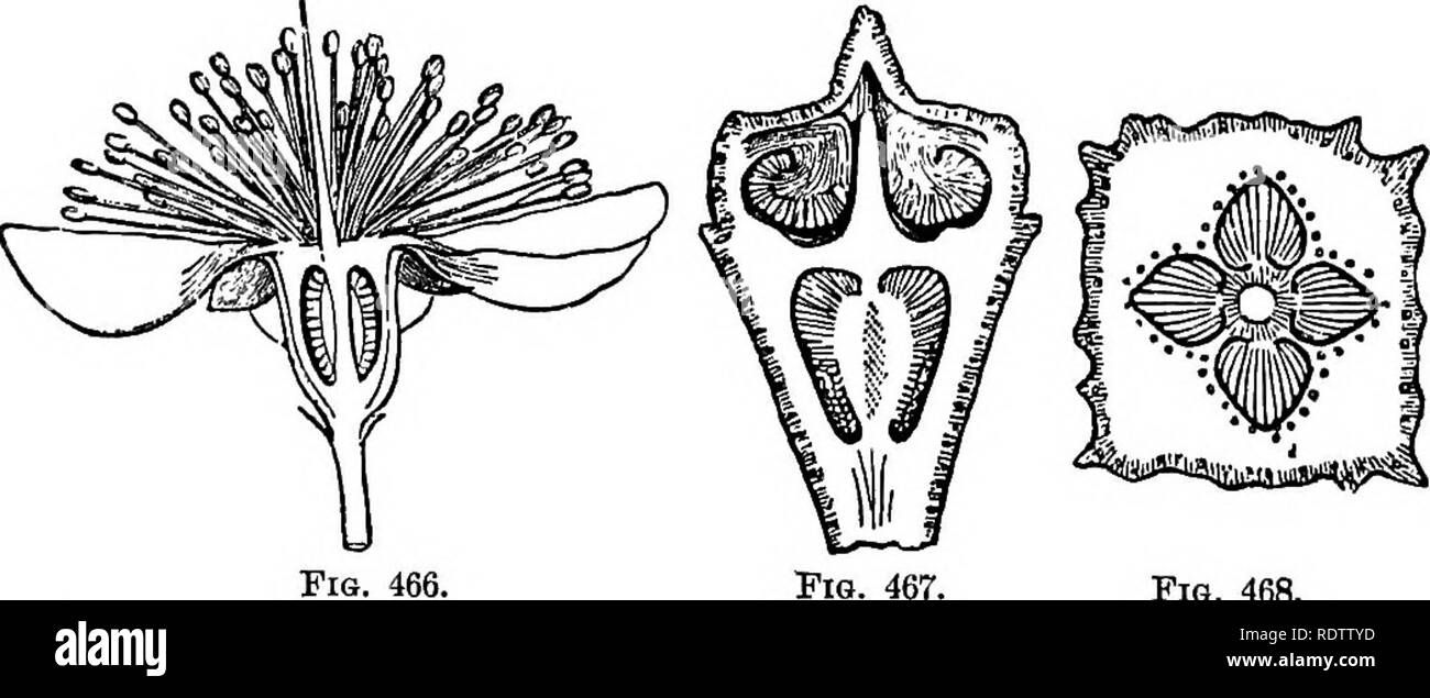 . La botanique pour les lycées et collèges. La botanique. 524 BOTANIQUE. cm. IncheB (4-6) de diamètre, à l'intérieur d'whicli a un certain nombre de graines huileuses, la noix du Brésil de commerce. Tliis est étroitement liée à la marmite de singe, dont la carapace est Iruit ligneuses déhiscentes par un couvercle circulaire. Plusieurs des arbres de cette ordonnance fournir bois précieux. Myiius communis, le myrte de l'Asie de l'Ouest, les rendements d'un disque en bois tacheté en grande estime dans la tournerie. (Fig. 466.), Eucalyptus sp., les Gommiers de Aflstralia et la Tasmanie. Ce sont de grands arbres majestueux, souvent à la hauteur de cinquante à un dred- mètres (150-3 Banque D'Images