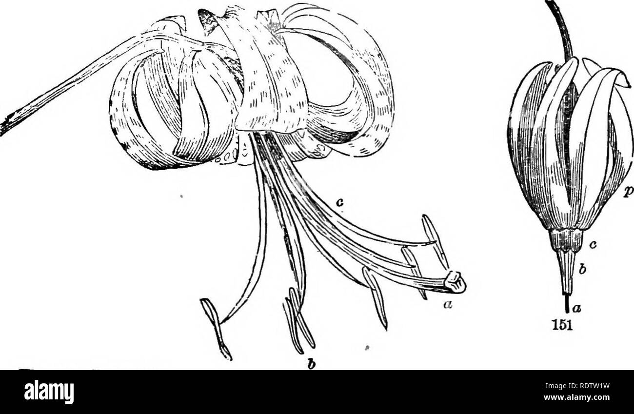 . Feuilles et fleurs : ou, des leçons de botanique avec une flore : préparé pour les débutants dans les écoles et les écoles publiques . La botanique. Des étamines. 56. F %g. 150. Tiger Lily. Fig.b. La fleur (élargi) de Dodecatheon : un pistil, ; je, que les anthères ; c, filaments ; /", pétales. 99. Sommes-nous sur cette photo de la Lys (Fig. 150), ou à une véritable fleur. Les organes svelte a marqué un, 5, c, sont les organes essentiels dont nous parlons ; et vous voyez tout de suite qu'il y a deux sortes d'entre eux. Ceux qui se situent dans la rangée extérieure suivant pour les pétales sont les étamines.. Veuillez noter que ces images sont extraire Banque D'Images