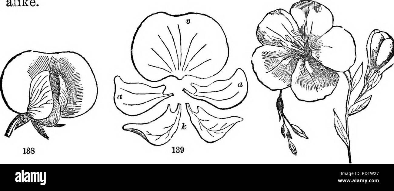 . Feuilles et fleurs : ou, des leçons de botanique avec une flore : préparé pour les débutants dans les écoles et les écoles publiques . La botanique. 52 leçons de l'OBJET DANS BOTAJSTT. rose-comme ; un formulaire avec cinq Pétales onguiculés. Fig. 137 Atamasco (Lily) est une corolle liliacées, ayant un mandat de six feuilles du périanthe, composée de trois sépales et trois pétales colorés, tous de même.. Fig. 138. Pois,-une fleur. Fig. 139. Ses cinq pétales distincts sliown, mt., V, la bannière, un, une, les ailes ; ", c, la quille-pétales. Fig. 140. {Lin Linum grandiflorum),-une fleur régulière, 89. Fig. 145 est la fleur de pois sucré, une Banque D'Images