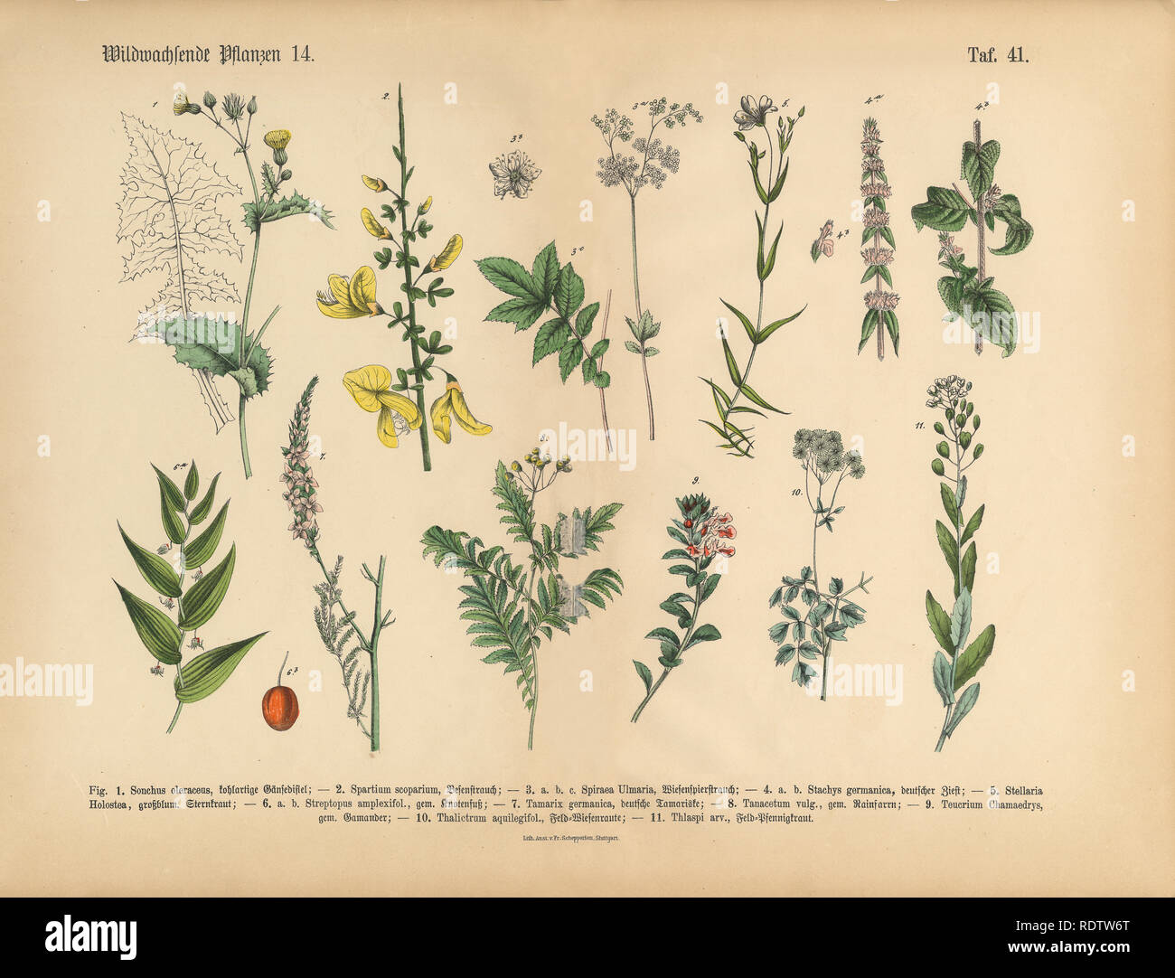 Médicaments et de fleurs sauvages, plantes médicinales, les infirmières de l'Illustration botanique Banque D'Images