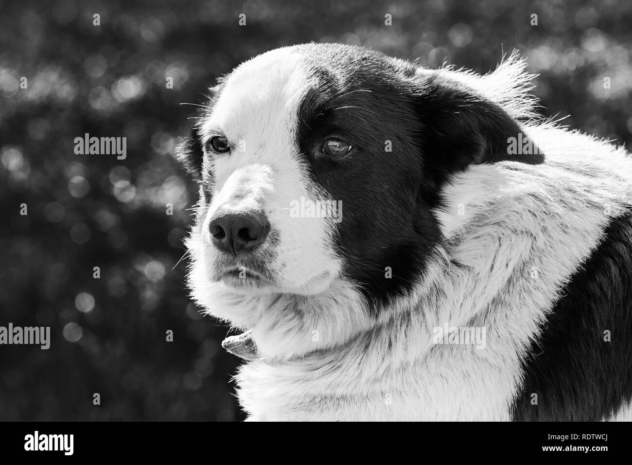 Close up of English Shepherd Dog, baie de San Francisco, Californie ; noir et blanc Banque D'Images