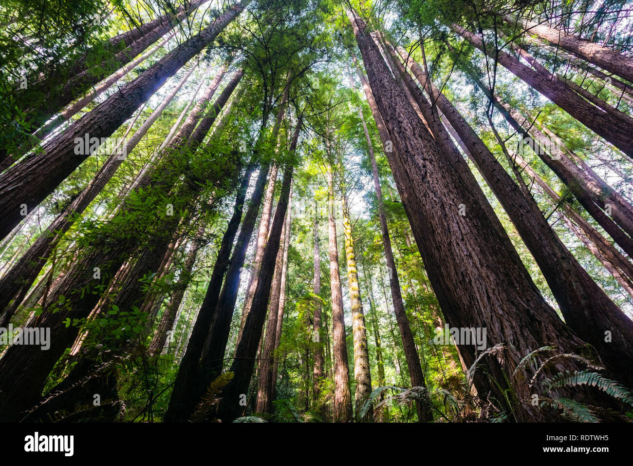 Redwood (Sequoia sempervirens) dans les forêts de Henry Cowell State Park, Santa Cruz Mountains, baie de San Francisco Banque D'Images