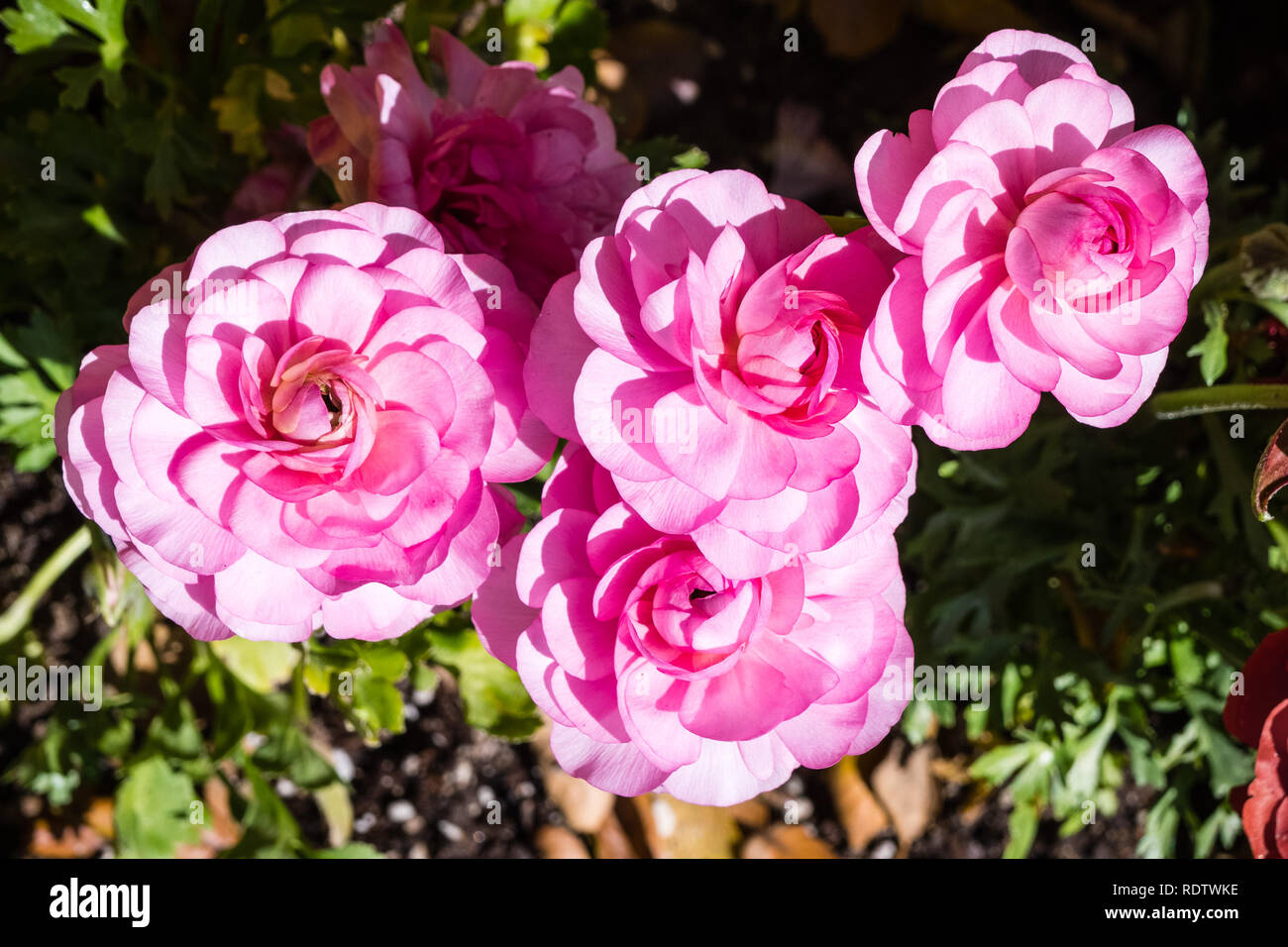 Close up of pink Ranunculus fleurs en croissance dans un jardin, en Californie Banque D'Images