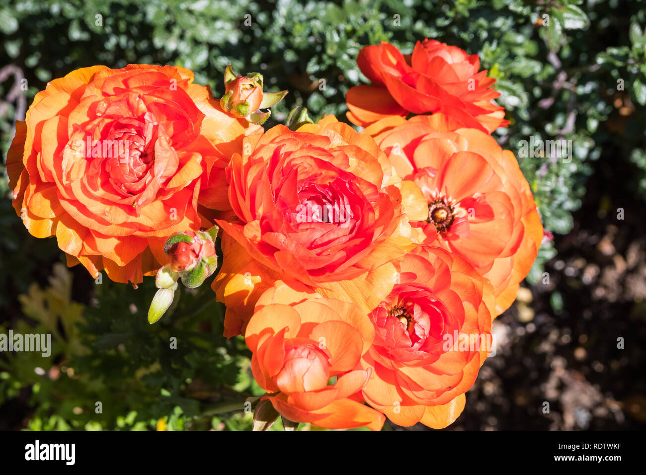 Close up of orange Ranunculus fleurs en croissance dans un jardin, en Californie Banque D'Images