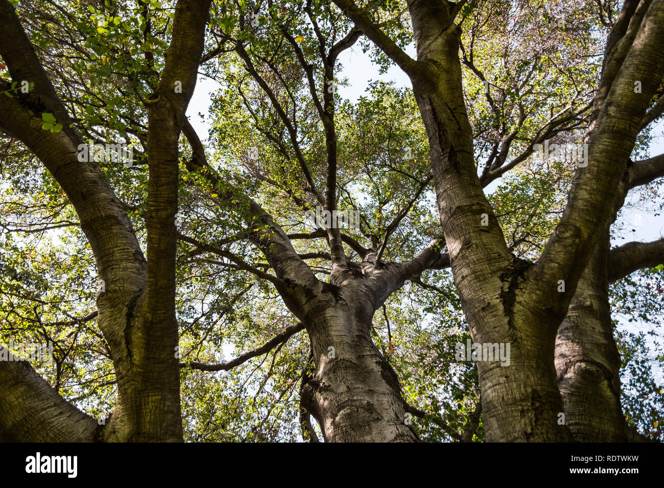 À la recherche vers le ciel de sous un vieux chêne arbre, Pasadena, Californie Banque D'Images