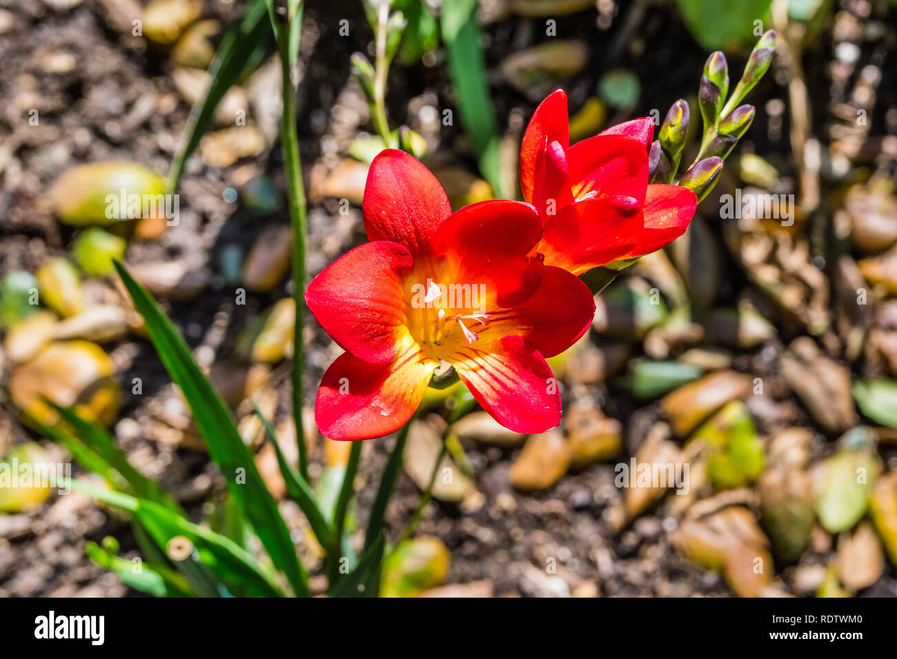 Close up de freesia rouge dans un jardin en fleurs, en Californie Banque D'Images