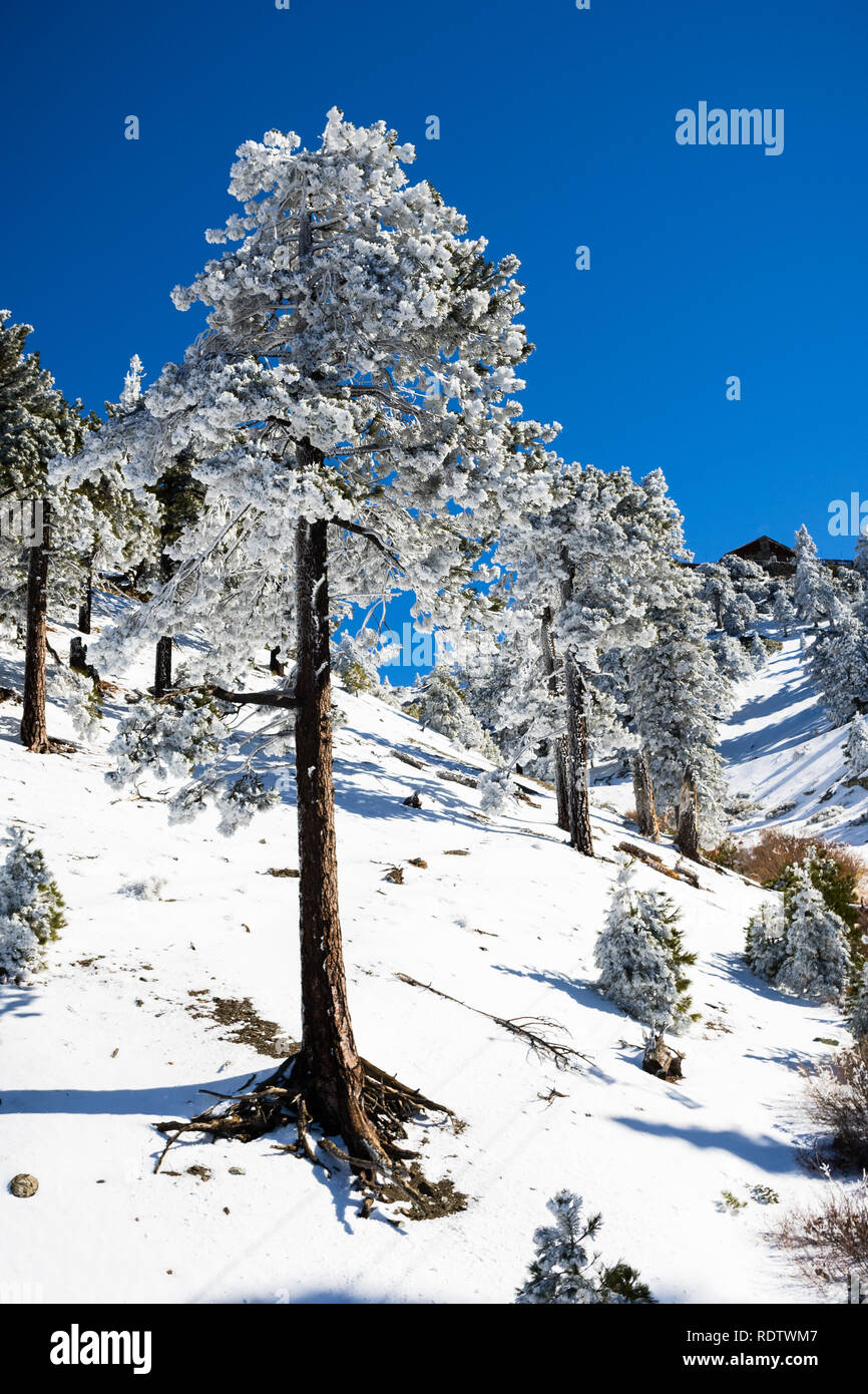 Pins couverts de neige congelée sur une journée froide mais ensoleillée ; Le mont San Antonio (Mt Baldy), Los Angeles County, Californie Banque D'Images