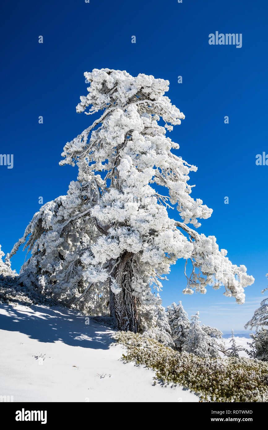 Pins couverts de neige congelée sur une journée froide mais ensoleillée ; Le mont San Antonio (Mt Baldy), Los Angeles County, Californie Banque D'Images