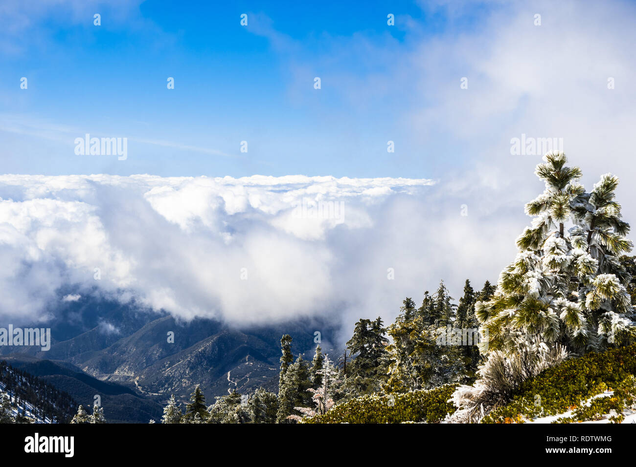 Les arbres à feuilles persistantes sur la haute montagne, mer de nuages blancs à l'arrière-plan couvrant la vallée, le Mont San Antonio (Mt Baldy), comté de Los Angeles, Cal Banque D'Images