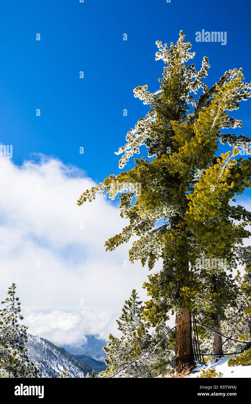 Arbre de pin givrée sur un fond de ciel bleu, le Mont San Antonio (Mt Baldy), Californie du sud Banque D'Images