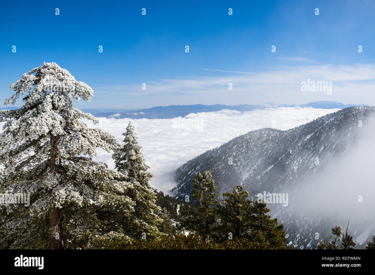 Les arbres à feuilles persistantes sur la haute montagne, mer de nuages blancs à l'arrière-plan couvrant la vallée, le Mont San Antonio (Mt Baldy), comté de Los Angeles, Cal Banque D'Images