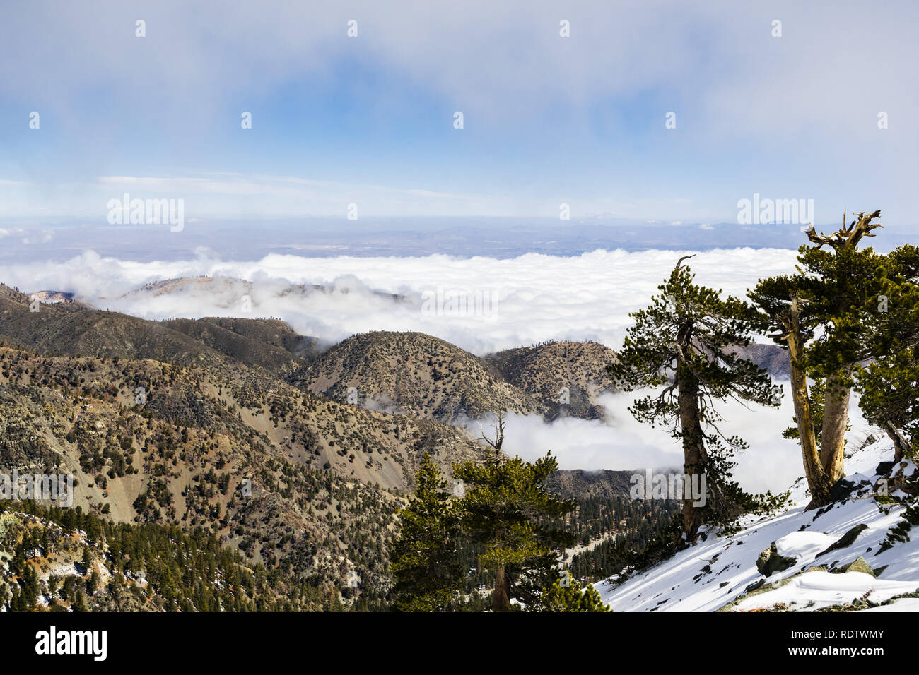 Les arbres à feuilles persistantes sur la haute montagne, mer de nuages blancs à l'arrière-plan couvrant la vallée, le Mont San Antonio (Mt Baldy), comté de Los Angeles, Cal Banque D'Images