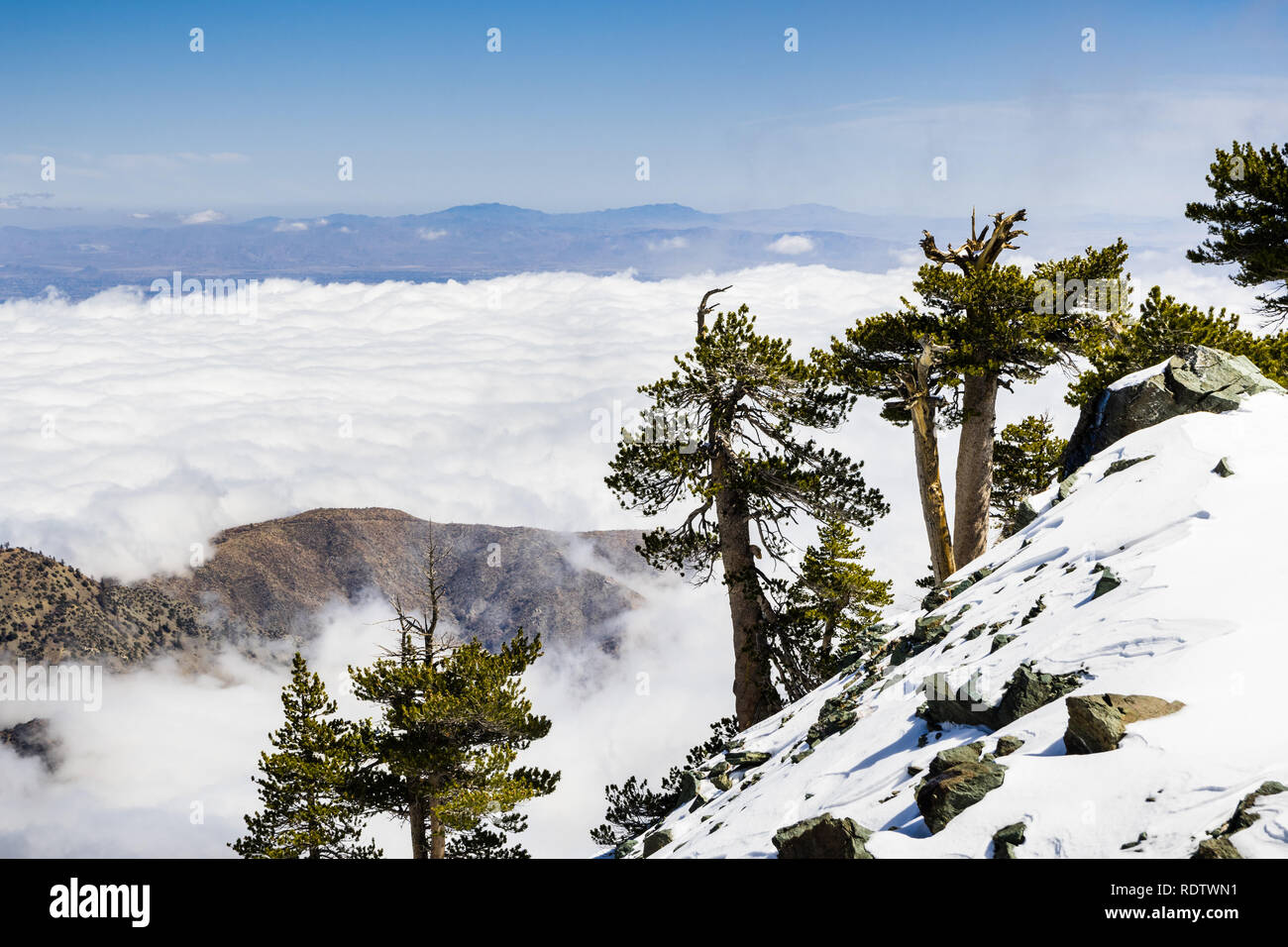 Les arbres à feuilles persistantes sur la haute montagne, mer de nuages blancs à l'arrière-plan couvrant la vallée, le Mont San Antonio (Mt Baldy), comté de Los Angeles, Cal Banque D'Images