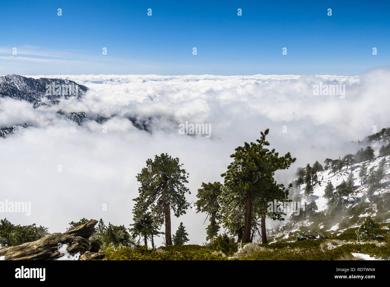 Les arbres à feuilles persistantes sur la haute montagne, mer de nuages blancs à l'arrière-plan couvrant la vallée, le Mont San Antonio (Mt Baldy), comté de Los Angeles, Cal Banque D'Images