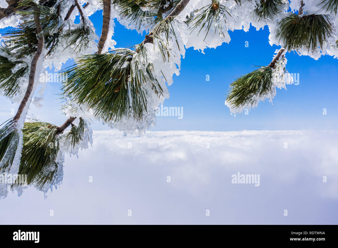 Les aiguilles de pin et de branches recouvertes de glace ; mer de nuages et ciel bleu en arrière-plan ; le mont San Antonio (Mt Baldy), Californie Banque D'Images