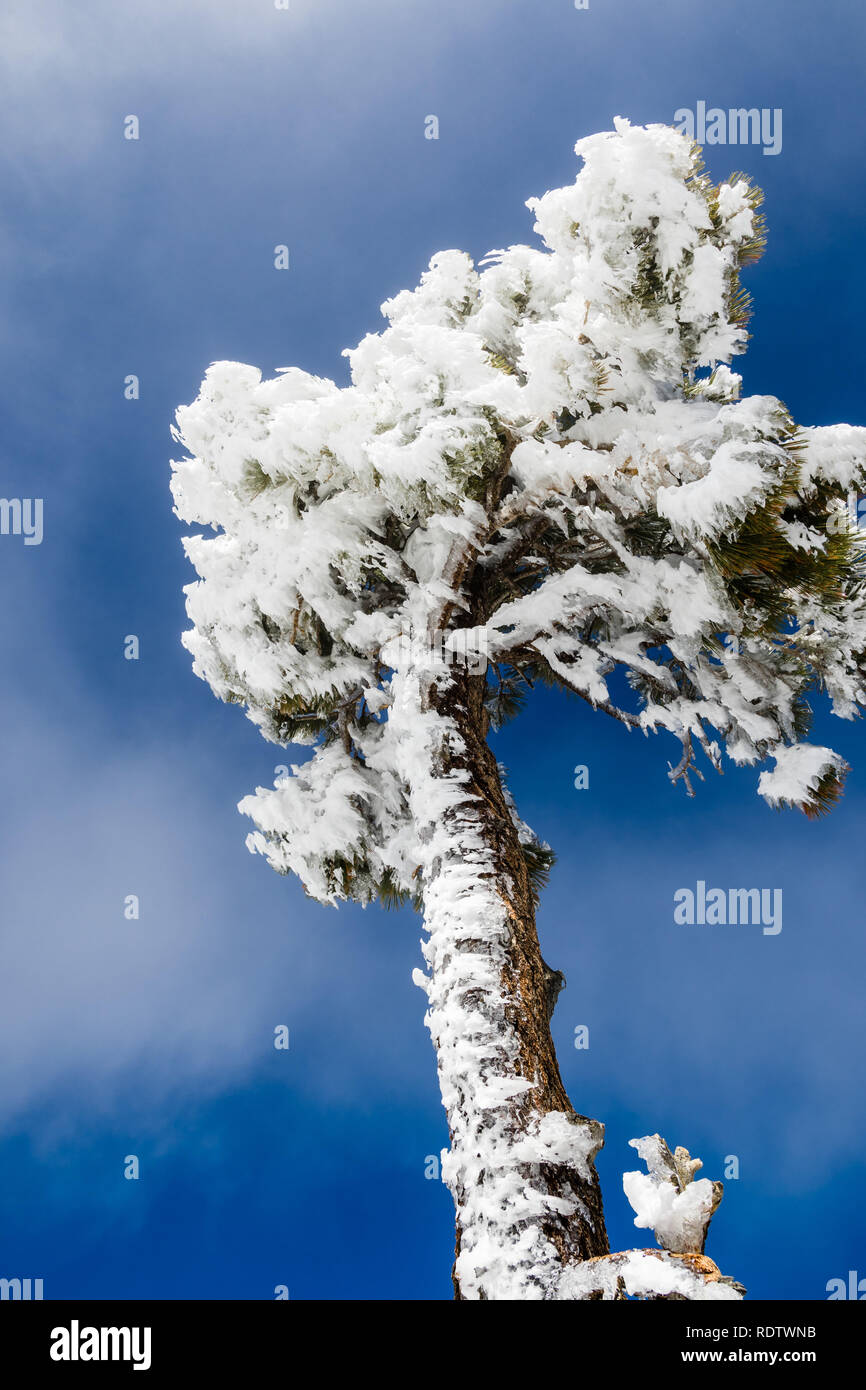Pins couverts de neige congelée sur une journée froide mais ensoleillée ; Le mont San Antonio (Mt Baldy), Los Angeles County, Californie Banque D'Images