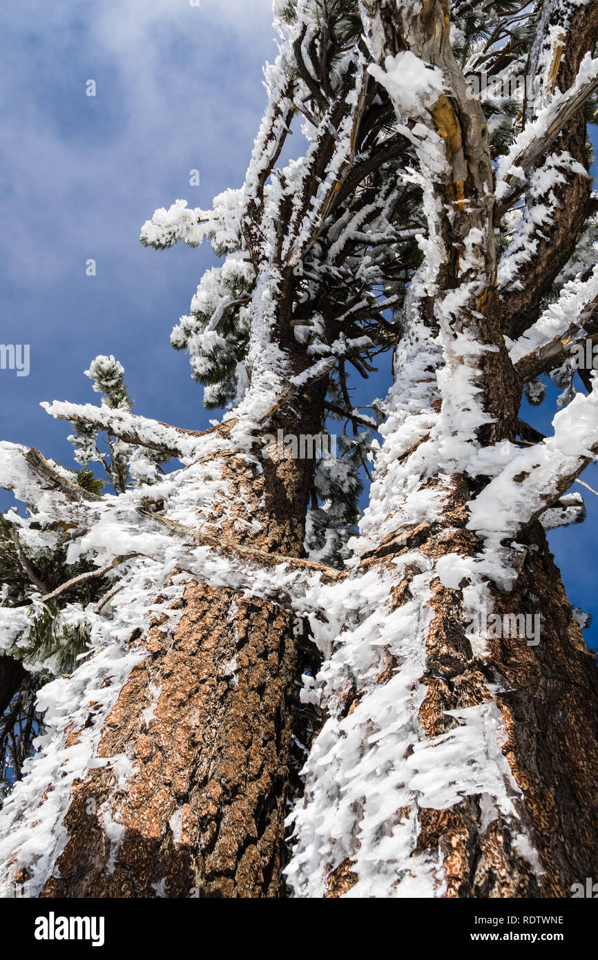 Tronc et branches couvertes en formations de glace sculptée par le vent, le Mont San Antonio (Mt Baldy), Californie du sud Banque D'Images
