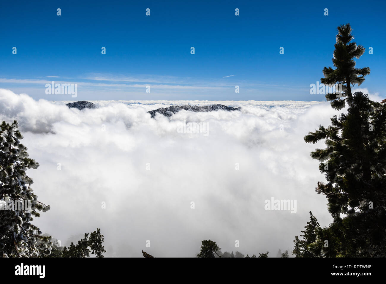 Mer de nuages et de crête de montagne à peine visible encadrée par des arbres couverts de givre, vue depuis le sentier en haut du Mont San Antonio (Mt Baldy), L Banque D'Images