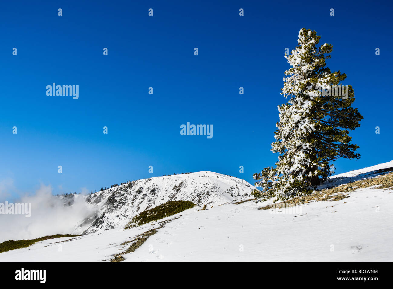 Arbre de pin givrée haut sur la montagne ; le fond de ciel bleu, le Mont San Antonio (Mt Baldy), Los Angeles County, Californie Banque D'Images