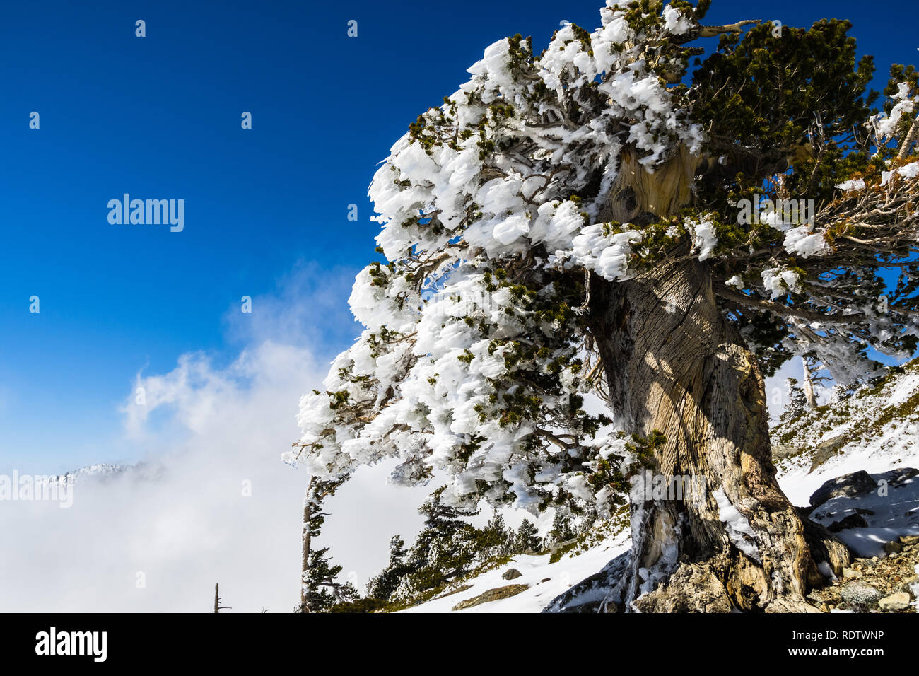 Pins couverts de neige congelée sur une journée froide mais ensoleillée ; Le mont San Antonio (Mt Baldy), Los Angeles County, Californie Banque D'Images